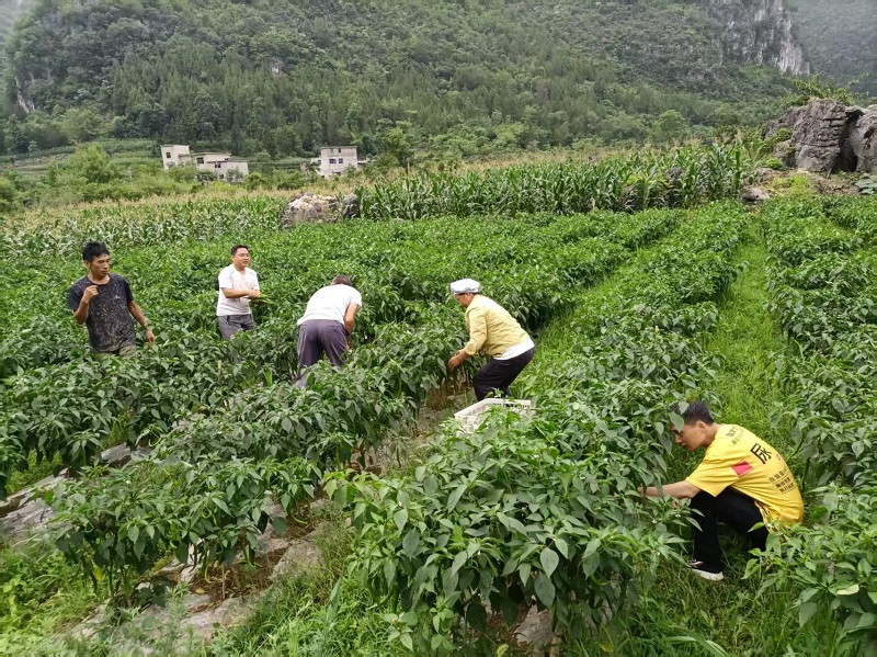 1788486929103342.jpg 4-公司驻村党员王名林与村民一起劳作 - 副本.jpg